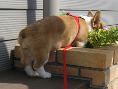 Resize of PICT0780_thumb.jpg